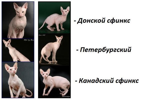 Аппликация - Страна Мам - всё о Алмазная вышивка оригинальные наборы для
