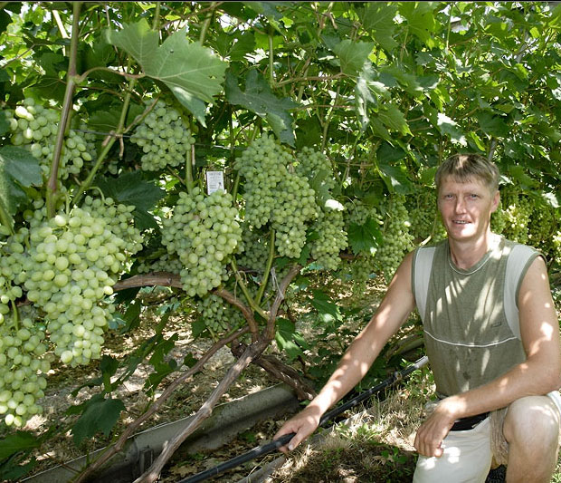Сорта Винограда Для Ставропольского Края С Фото