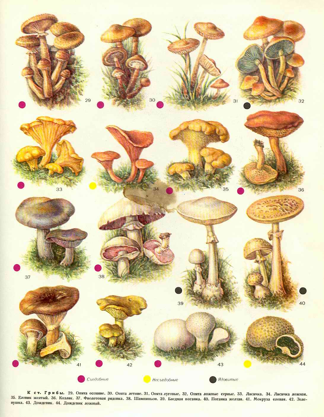 виды полевых грибов с фото