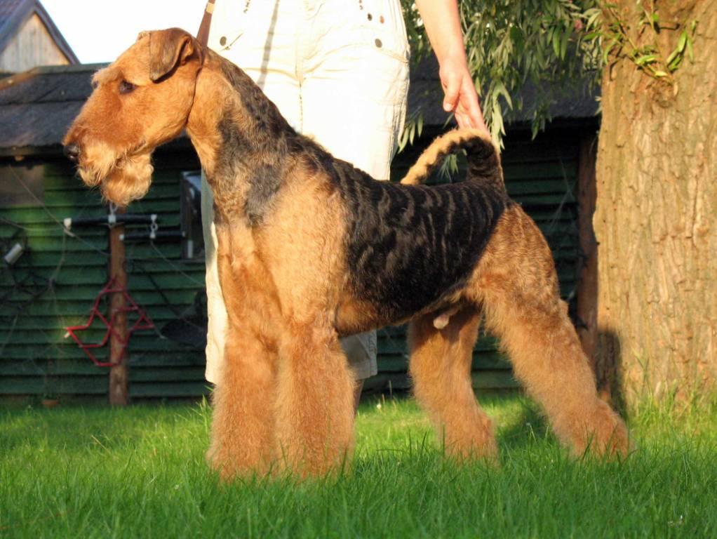 Эрдельтерьер Купить Щенка В Казани