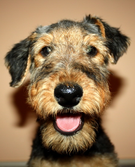 Эрдельтерьер Купить Щенка В Казани