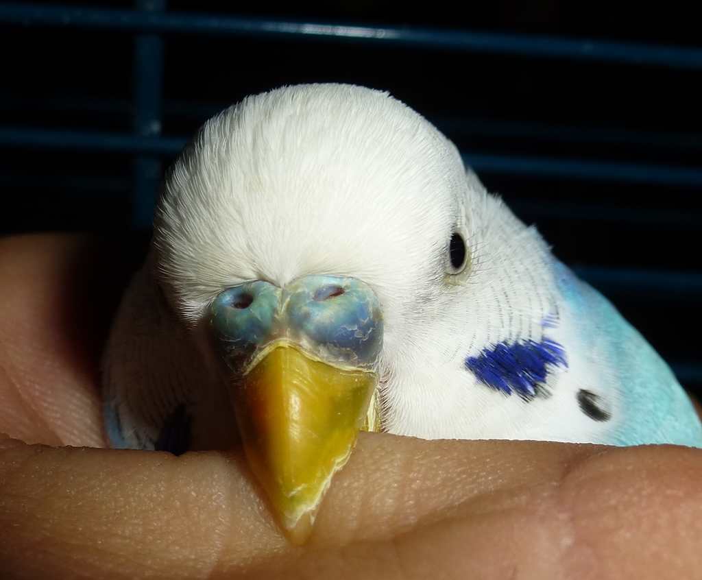 Как определить пол у волнистого попугая по клюву фото