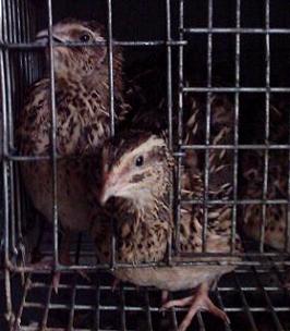 конфетка кто перепел. перепелиные вафли. конфетка кто перепел. перепел мирнса. гарик мартиросян конфетка.