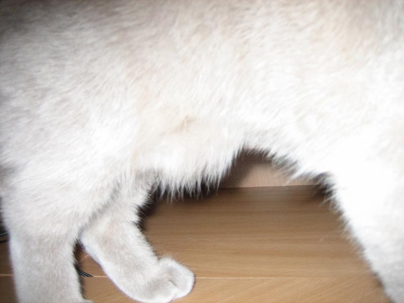У кошки твердый живот. Остеохондродисплазия шотландских вислоухих кошек. У котёнка на животе свисает кожа.