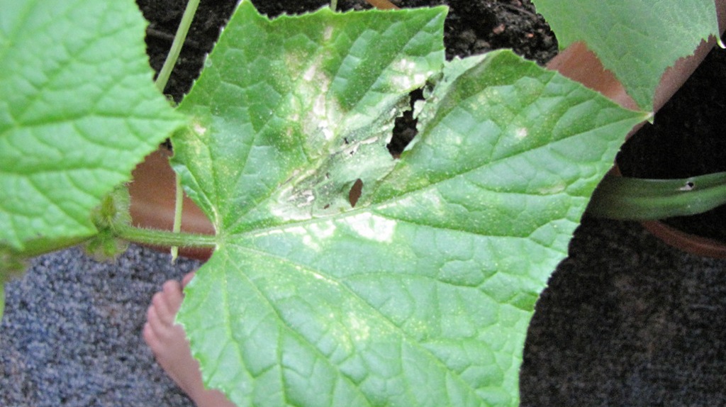 Листья огурцов в дырочку кто ест фото