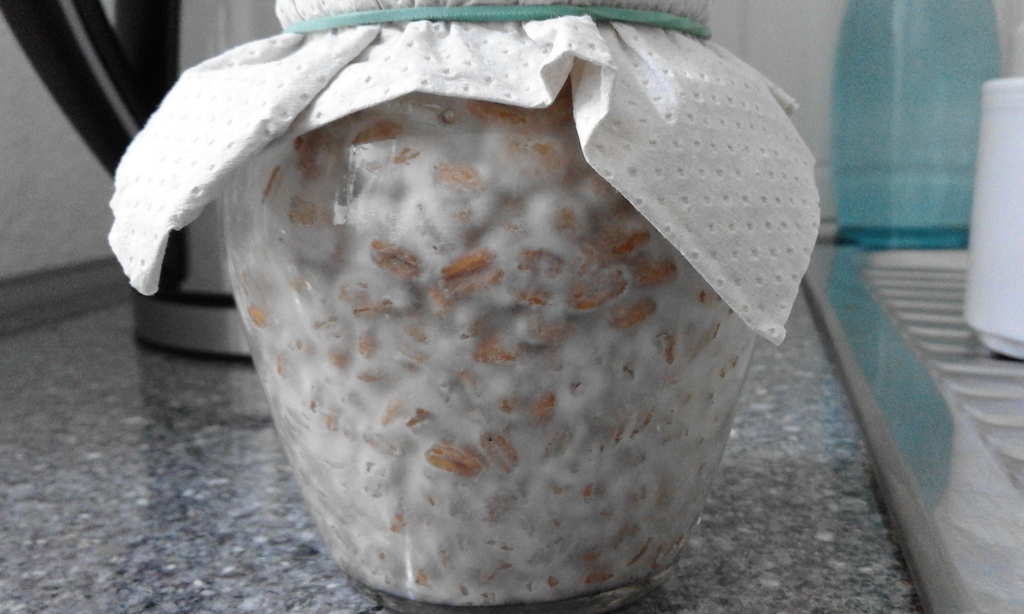 триходерма на перловке. триходерма на перловке. триходерма верде мицелий. Trichoderma harzianum мицелий. триходерма верде мицелий.