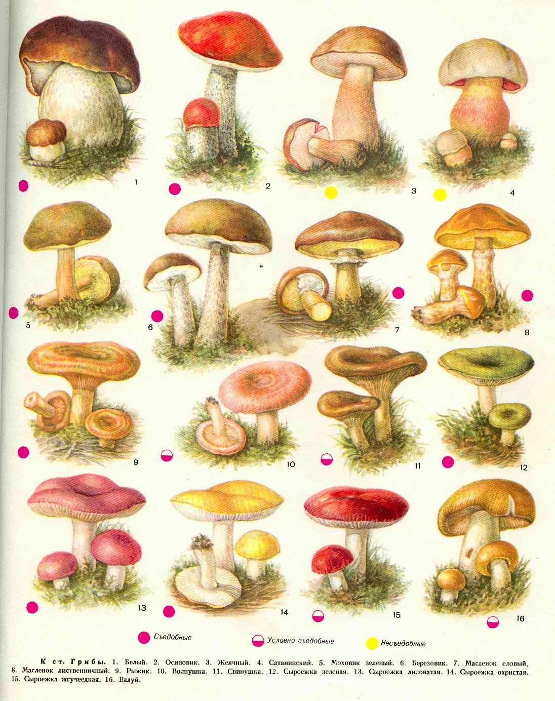 Съедобные грибы картинки для детей